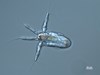 Photo of Copepoda: larval stages